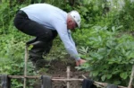 Lower Back Pain from Gardening: How to Prevent Strain While You Plant
